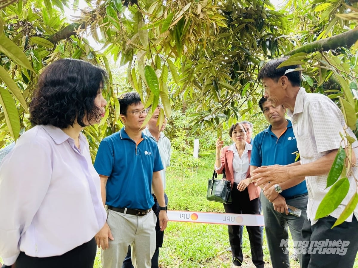 Nông dân xã Hậu Mỹ chia sẻ hiệu quả bước đầu khi áp dụng giải pháp sinh học Pronutiva® của UPL Việt Nam trên vườn sầu riêng phục vụ xuất khẩu. Ảnh: Lê Hoàng Vũ.