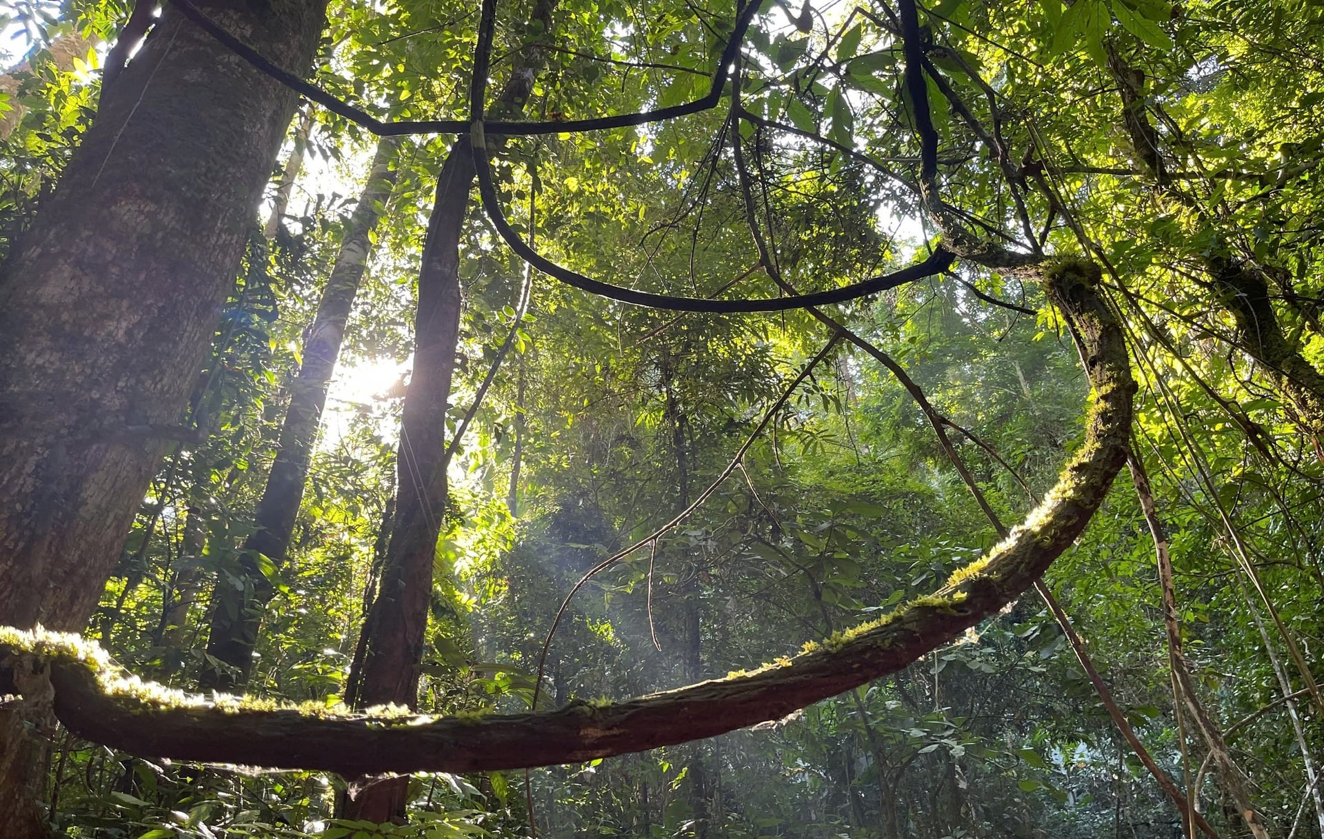 Covering an area of 45,000 hectares along Viet Nam’s far western border across Muong Nhe, Sin Thau, and Nam Ke communes, the Muong Nhe Nature Reserve is home to hundreds of rare and endangered plant and animal species, many of which are listed in the Red Data Books of Viet Nam and the world. Photo: Dien Bien Phu Newspaper.