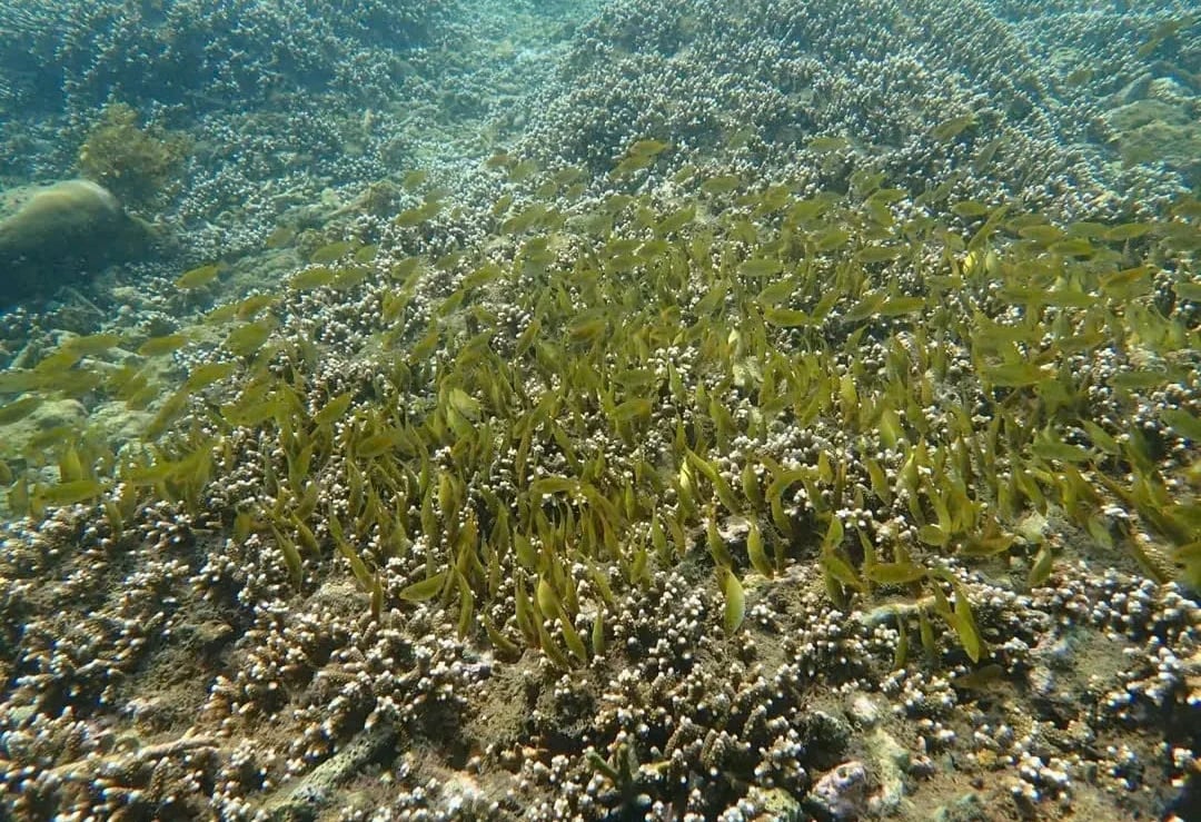 Thanks to protection efforts, the coral reefs in the Hon Chong area, Nha Trang Bay, Khanh Hoa province, have positively recovered. Photo: Nha Trang Bay.
