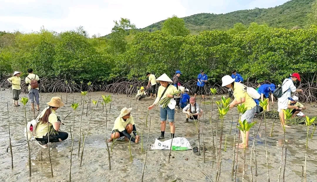 Planting mangroves in Nha Trang Bay. Photo: Nha Trang Bay.
