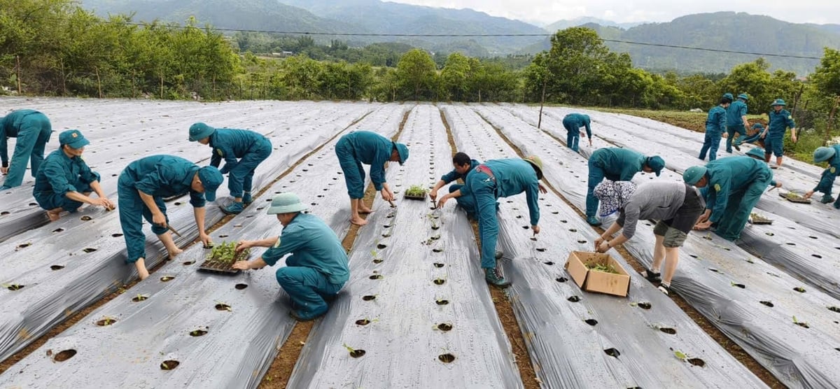 Hướng đi mới của Công ty Thiên Ngọc với vùng trồng thí điểm cây MS Nữ Hoàng. Ảnh: Kiều Nhi.