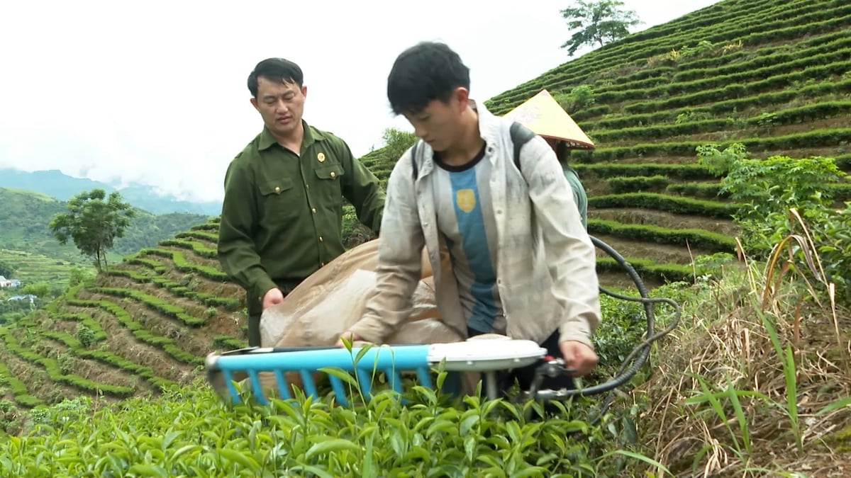 Những chiếc máy hỗ trợ người dân hái chè. Ảnh: Đức Bình.