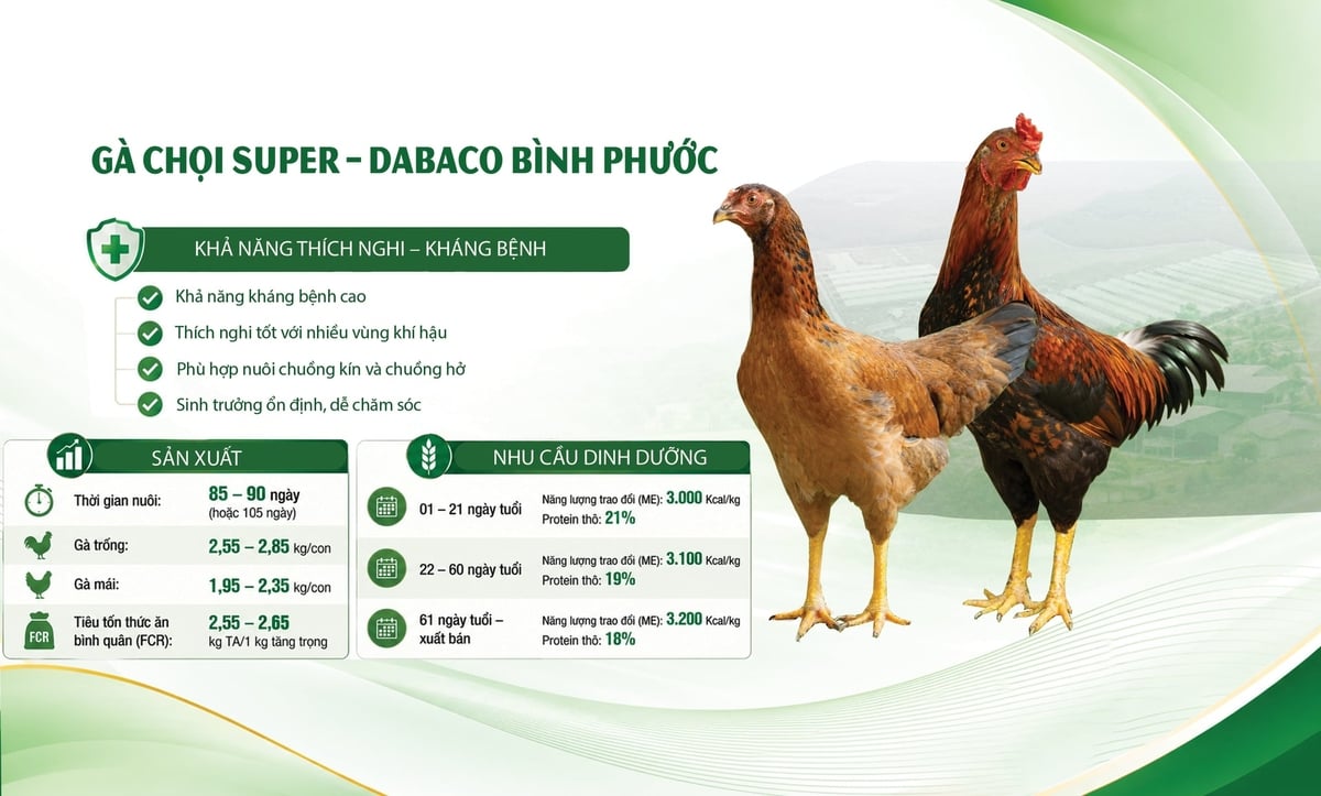 Giống gà Chọi Super - Dabaco Bình Phước mang lại hiệu quả rõ rệt tới người chăn nuôi nhờ năng suất vượt trội và tỉ lệ tiêu tốn thức ăn (FCR) tối ưu. Ảnh: Thuyết Lê.
