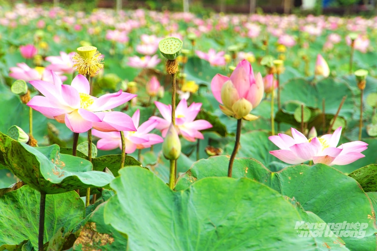 Những cánh đồng sen bạt ngàn, nguồn tài nguyên bản địa đặc sắc, nền tảng để Đồng Tháp phát triển ngành hàng sen gắn với du lịch sinh thái, văn hóa và kinh tế nông nghiệp đa giá trị. Ảnh: Lê Hoàng Vũ.