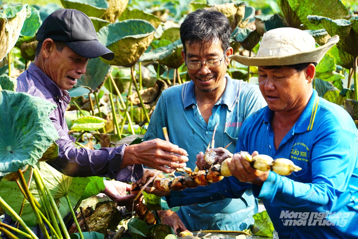 Nông dân Đồng Tháp thu hoạch sen trên vùng nguyên liệu tập trung. Việc tổ chức sản xuất theo chuỗi liên kết đang góp phần nâng cao giá trị gia tăng và thu nhập cho người trồng sen. Ảnh: Lê Hoàng Vũ.