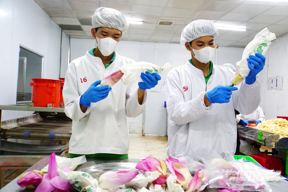 Công nhân kiểm tra, sơ chế sản phẩm từ sen tại cơ sở chế biến. Đẩy mạnh chế biến sâu được xác định là một trong những giải pháp trọng tâm nhằm nâng cao giá trị và sức cạnh tranh của thương hiệu Sen Đồng Tháp. Ảnh: Lê Hoàng Vũ.