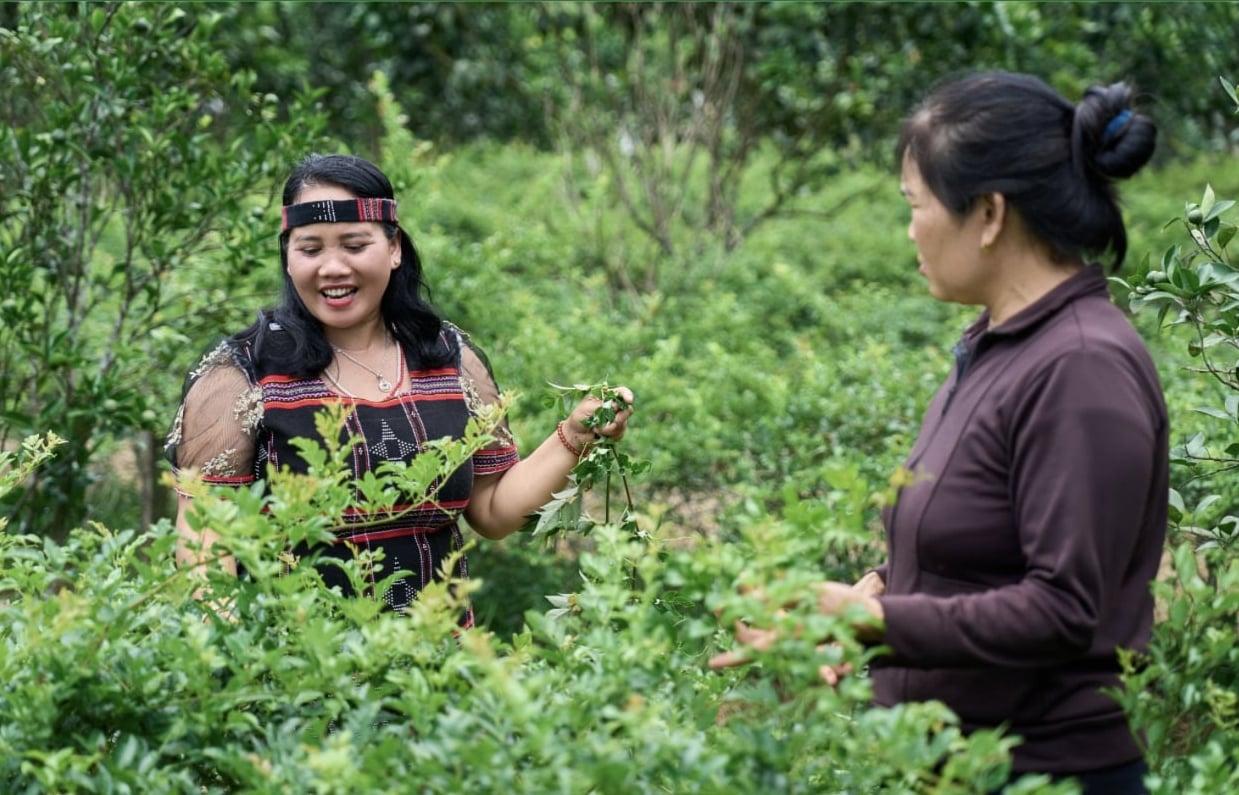 Phụ nữ Cơ Tu tham gia phát triển mô hình sản xuất chè dây bền vững tại xã vùng núi của Đà Nẵng. Ảnh: Phái đoàn EU.