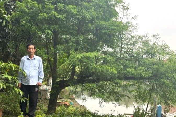 Một số cây bụt mọc phát triển rất tươi tốt ven hồ nước, mỗi cây trưởng thành đã cung cấp khoảng 1 - 3kg hạt giống với sức mảy mầm cao.
