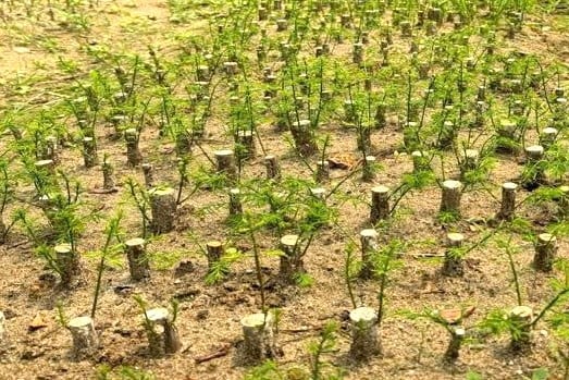 Cành giâm cây bụt mọc trên vườn ươm.