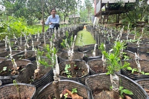 Cây thủy tùng sau ghép mắt 3 tuần.