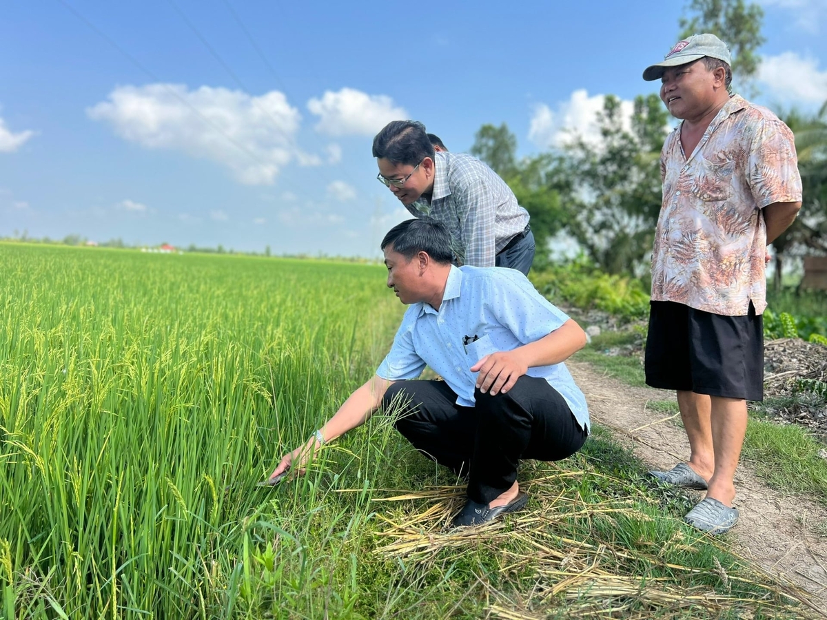 Ông Đoàn Thanh Đoàn, Trưởng Phòng Kinh tế xã Châu Thới, cùng lãnh đạo phòng kiểm tra cánh đồng lúa của gia đình ông Lê Văn Vững (đội nón). Ảnh: Trọng Linh.