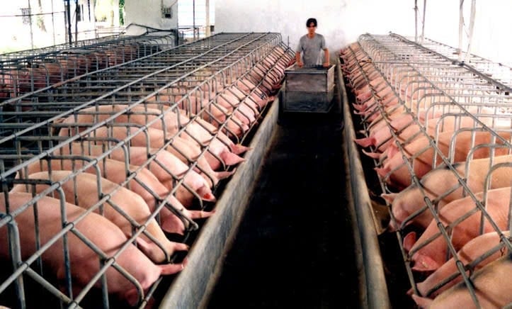Mô hình chăn nuôi tập trung góp phần nâng cao hiệu quả sản xuất nông nghiệp tại địa phương. Ảnh: Văn Vũ.