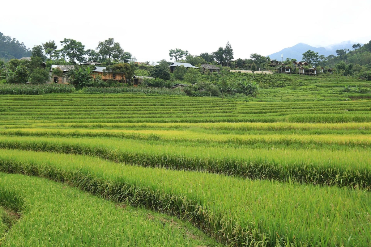 Trong tương lai, mảnh đất này sẽ là vùng đất hứa cho du lịch Lào Cai. Ảnh: Thanh Tiến.
