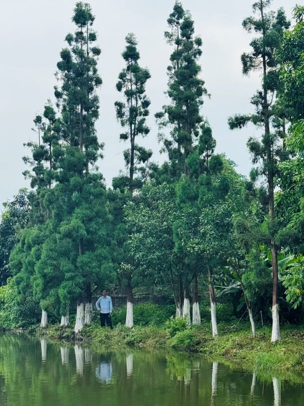 Các cây thủy tùng trưởng thành đã cho quả.
