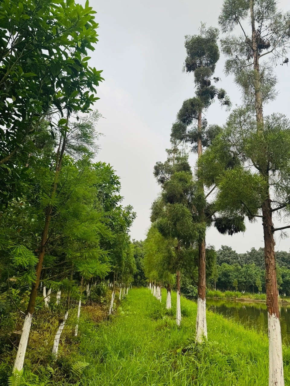 Vườn cây thủy tùng tuyệt đẹp ven hồ.