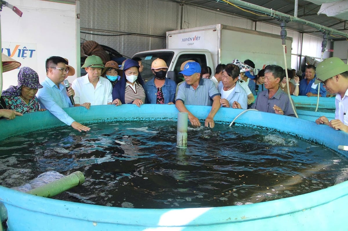 Các đại biểu tham quan mô hình nuôi trồng thủy sản công nghệ cao tại Hợp tác xã Sản xuất và Thương mại thủy sản Xuyên Việt. Ảnh: Hoàng Phong.