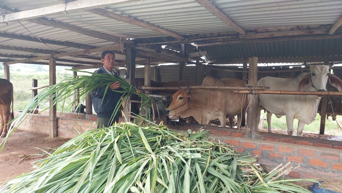 Có đội ngũ thú y cơ sở, ngành chăn nuôi Gia Lai yên tâm hơn trong công tác phòng, chống dịch bệnh. Ảnh: Tuấn Anh.