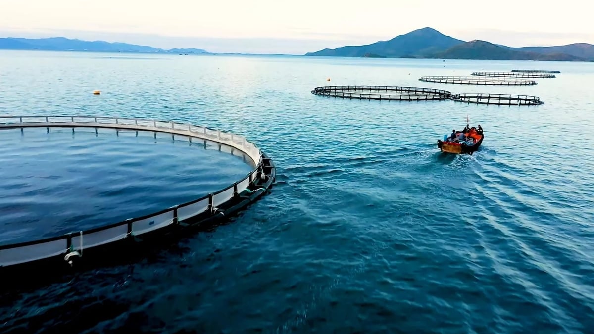 Việc đánh giá sức tải môi trường giúp kiểm soát mật độ lồng nuôi phù hợp, đảm bảo phát triển nuôi biển công nghiệp bền vững. Ảnh:&nbsp;Duy Học.