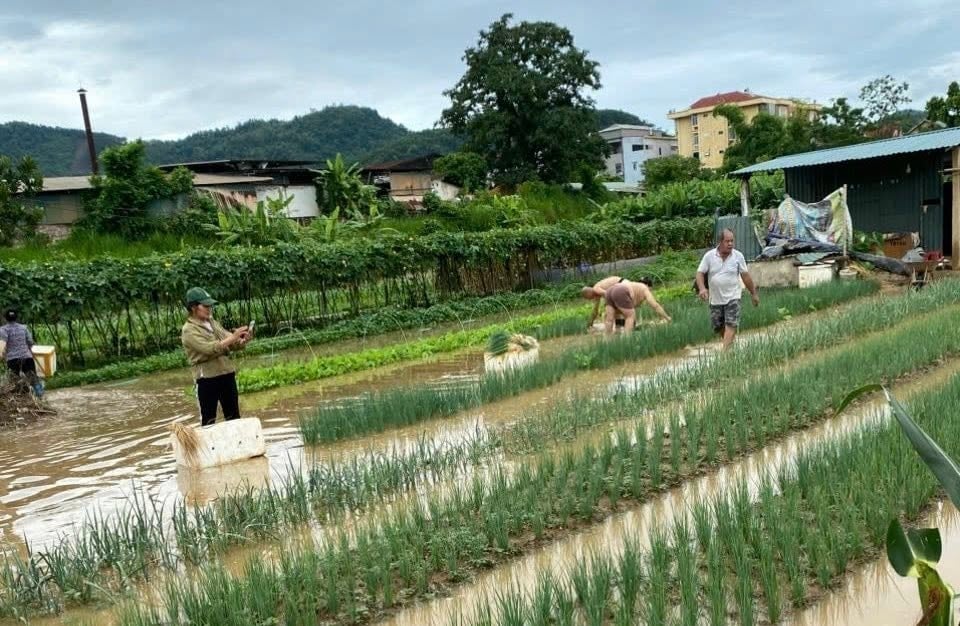 Mưa lớn khiến nhiều diện tích hoa màu tại phường Nùng Trí Cao bị ngập úng. Ảnh: Tuấn Anh.&nbsp;