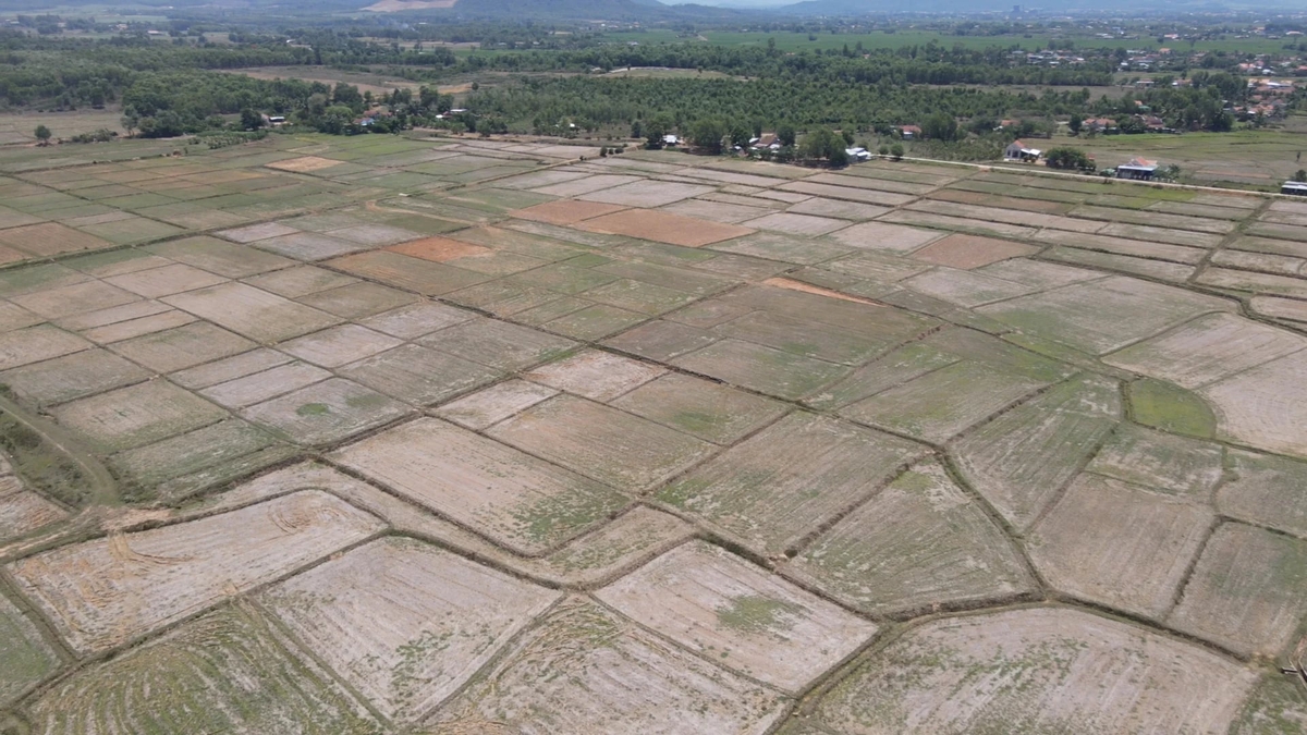 Cánh đồng sản xuất lúa thôn Tân Quang, xã Ninh Quang, thị xã Ninh Hòa dừng sản xuất vụ hè thu năm 2023. Ảnh: Trần Anh.