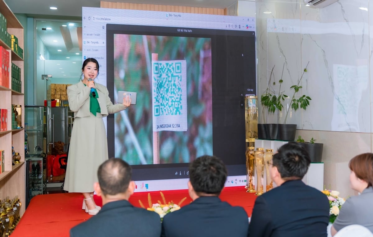 Ứng dụng công nghệ số trong quản lý vùng trồng và truy xuất nguồn gốc được kỳ vọng góp phần nâng cao tính minh bạch của thị trường sâm Ngọc Linh. Ảnh: Lê Bình.