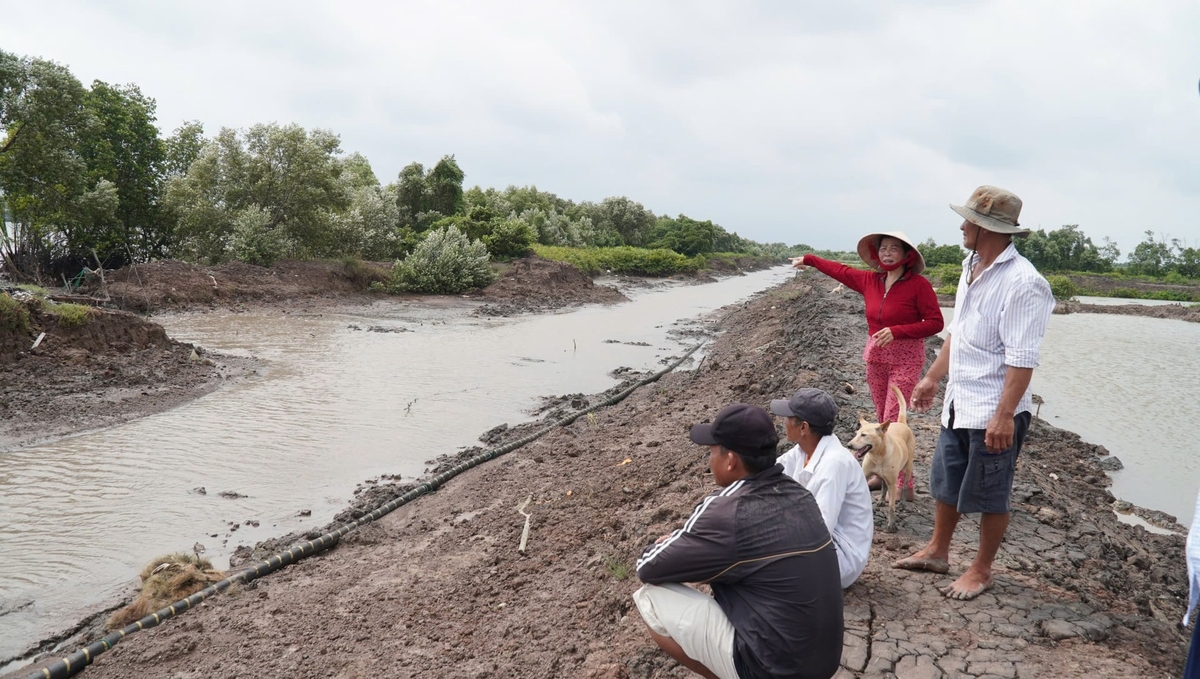 Diện tích rừng ngập mặn giảm đi đáng kể trong những năm qua do ảnh hưởng của sạt lở bờ biển. Ảnh: Như Ý.