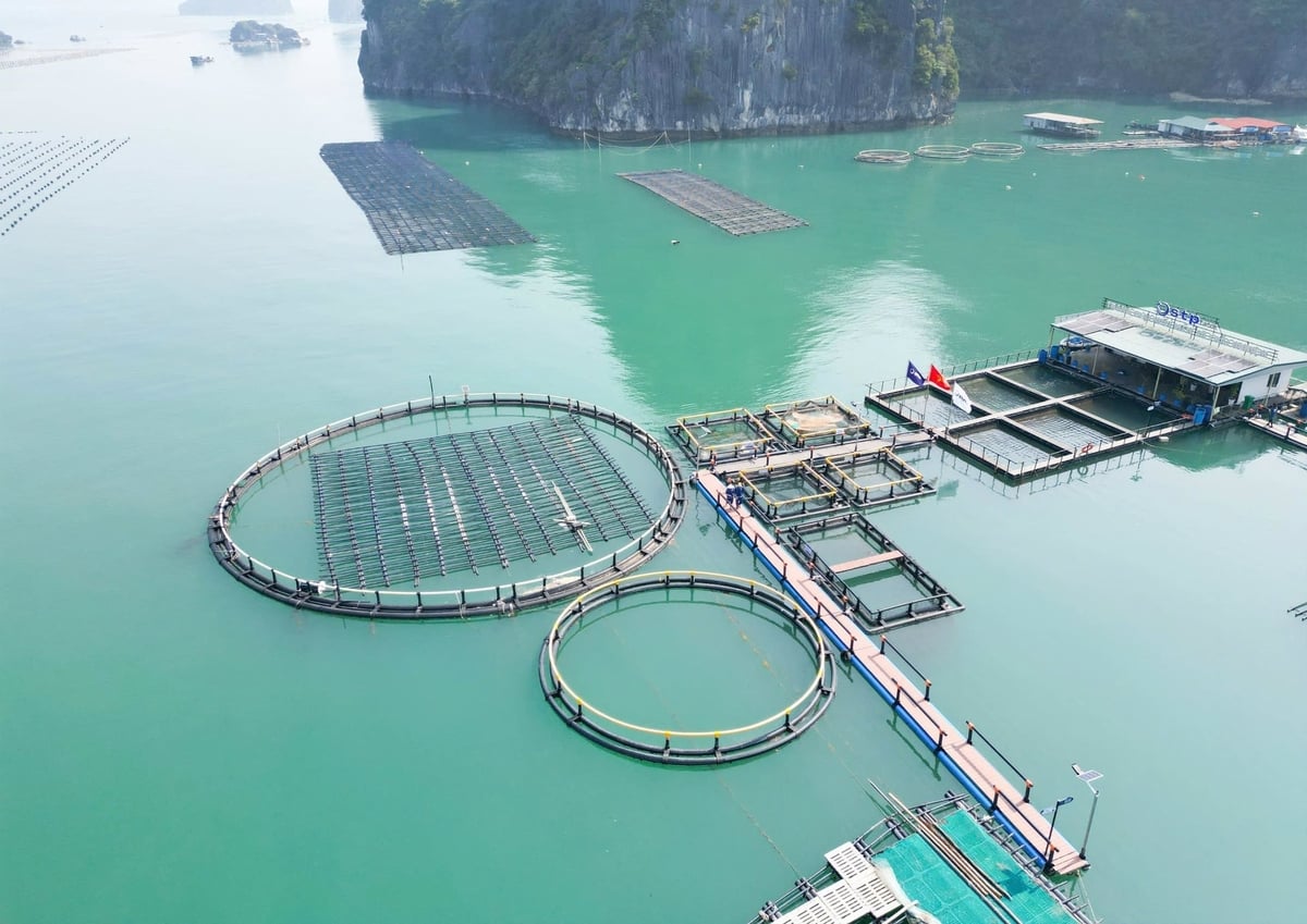 Dự thảo sẽ tạo điều kiện thuận lợi để phát triển mạnh nuôi biển công nghiệp, hiện đại, nhưng phải gắn với bảo vệ môi trường, bảo tồn hệ sinh thái biển và sử dụng hiệu quả, bền vững tài nguyên biển. Ảnh: NNMT.
