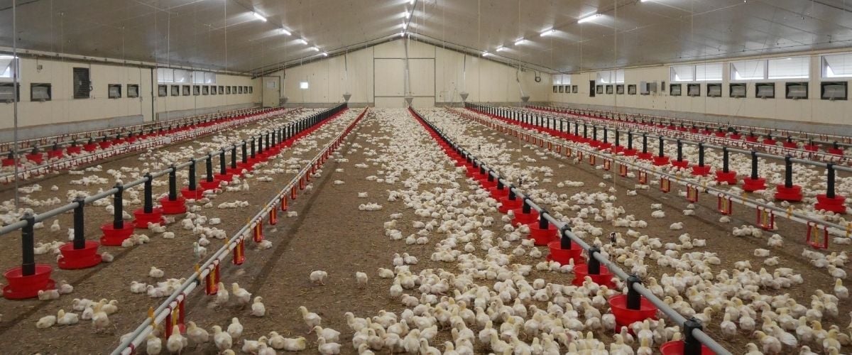 Đợt nắng nóng cực đoan vượt 40 độ C tại Pháp đang gây nguy hiểm cho gia cầm. Ảnh: Mongabay