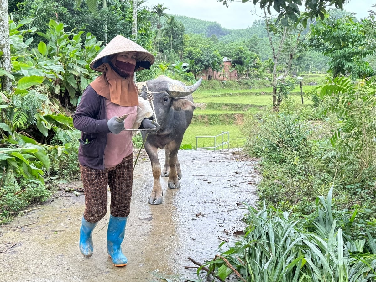 Hộ nghèo ở tỉnh Quảng Ngãi chủ yếu tập trung tại các địa bàn đặc biệt khó khăn, trong đó hộ nghèo là người dân tộc thiểu số chiếm hơn 64%. Ảnh: L.K.