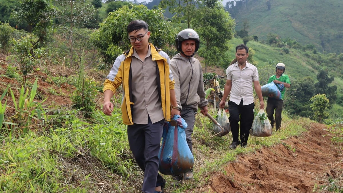 Chính quyền tỉnh Quảng Ngãi hỗ trợ cây giống cho người dân phát triển sản xuất. Ảnh: L.K.