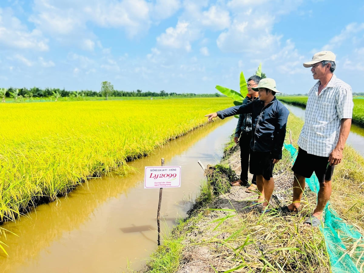 Tỉnh Cà Mau sẽ tăng cường giới thiệu các mô hình tiêu biểu như tôm - rừng, tôm - lúa, nuôi tôm sinh thái, nuôi tôm công nghệ cao. Ảnh: Trọng Linh.