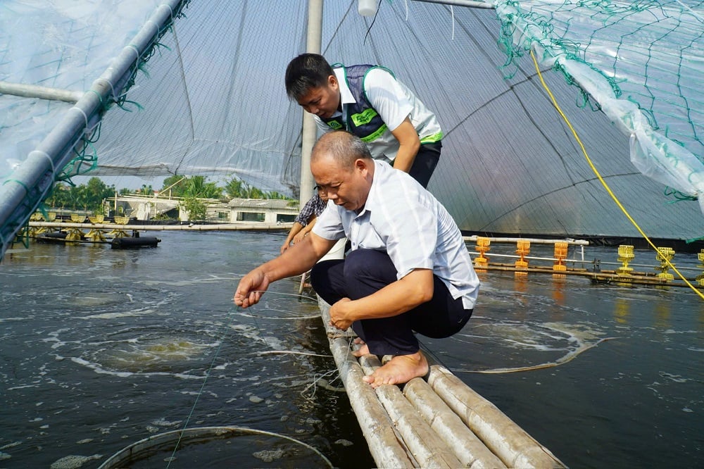 Ông Lê Văn Phương, xã Hoằng Châu nuôi tôm công nghệ cao, nâng cao hiệu quả kinh tế. Ảnh: Thu Thủy.