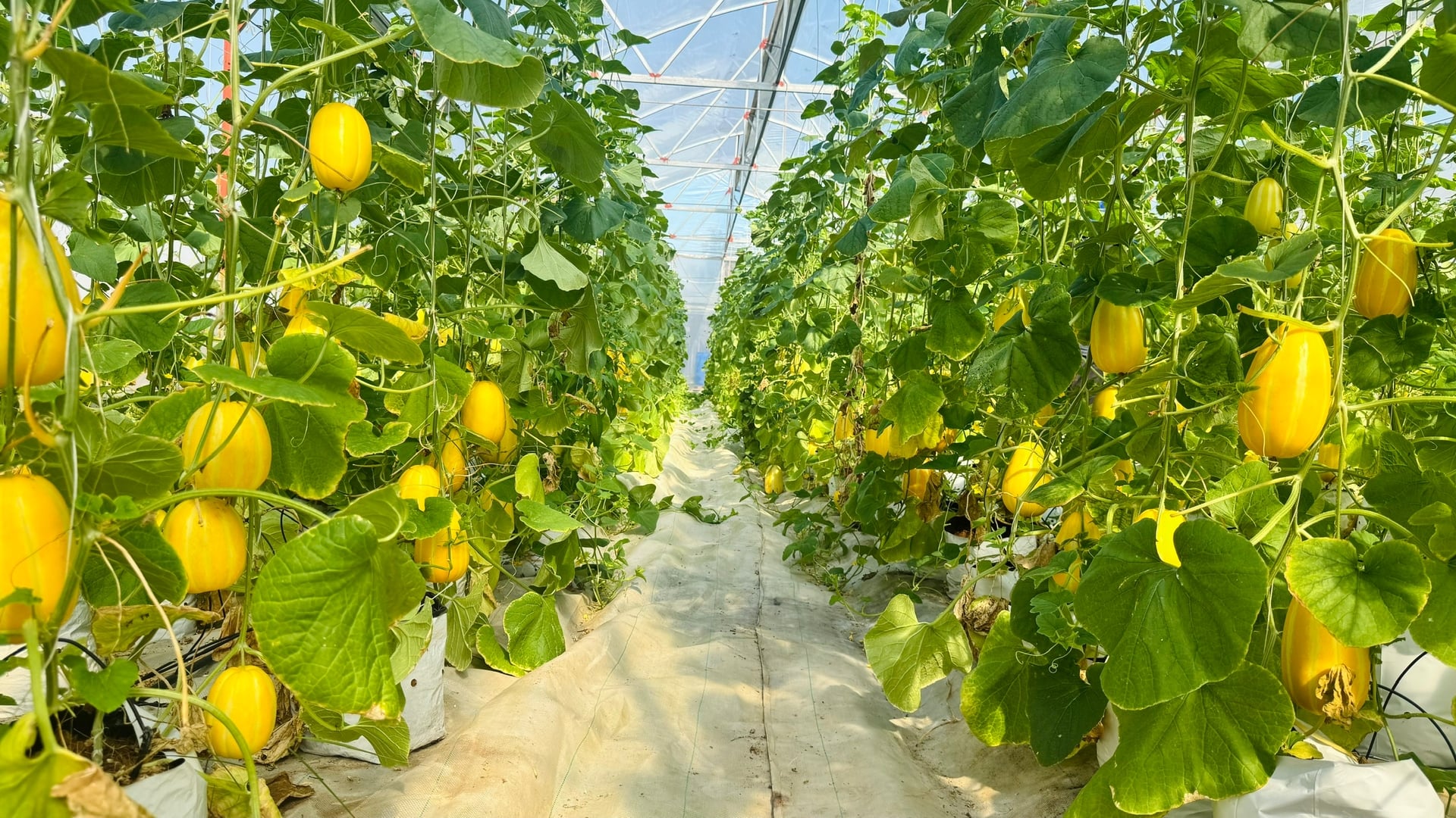 Mỗi vụ khu nhà màng 500m2 sản xuất gần 3.000 gốc dưa, cho khoảng 4 tấn quả. Ảnh: Ánh Nguyệt. Mỗi vụ khu nhà màng 500m2 sản xuất gần 3.000 gốc dưa, cho khoảng 4 tấn quả. Ảnh: Ánh Nguyệt.