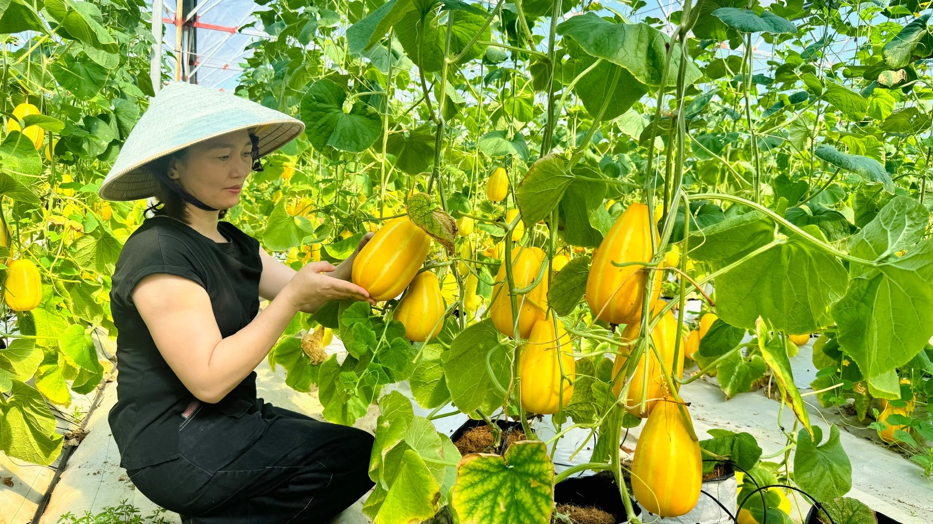 Dưa lê Hàn Quốc có trọng lượng trung bình từ 0,6 - 0,8kg/quả, khi chín có màu vàng sáng cùng các đường sọc trắng nổi bật, thịt giòn, vị ngọt thanh và hương thơm đặc trưng. Ảnh: Ánh Nguyệt. Dưa lê Hàn Quốc có trọng lượng trung bình từ 0,6 - 0,8kg/quả, khi chín có màu vàng sáng cùng các đường sọc trắng nổi bật, thịt giòn, vị ngọt thanh và hương thơm đặc trưng. Ảnh: Ánh Nguyệt.