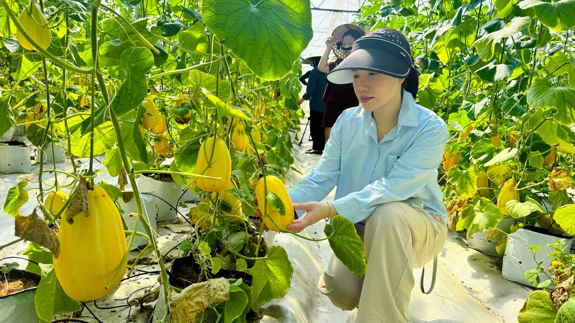 Vườn dưa lê Hàn Quốc trong nhà màng của thu hút nhiều du khách đến tham quan trải nghiệm. Ảnh: Ánh Nguyệt. Vườn dưa lê Hàn Quốc trong nhà màng của thu hút nhiều du khách đến tham quan trải nghiệm. Ảnh: Ánh Nguyệt.