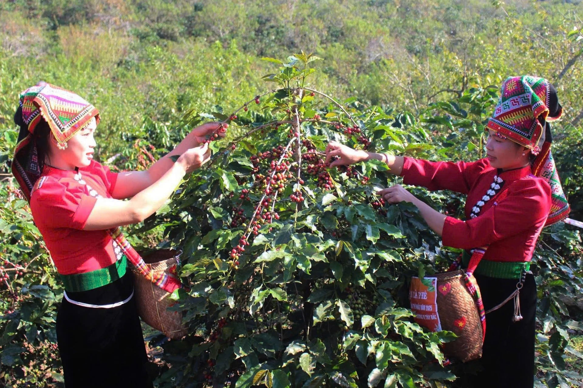 Sơn La tiếp tục mở rộng vùng cà phê chất lượng cao, đẩy mạnh ứng dụng khoa học công nghệ trong sản xuất, chế biến nhằm nâng cao giá trị hạt cà phê Arabica. Ảnh: Nguyễn Nga.