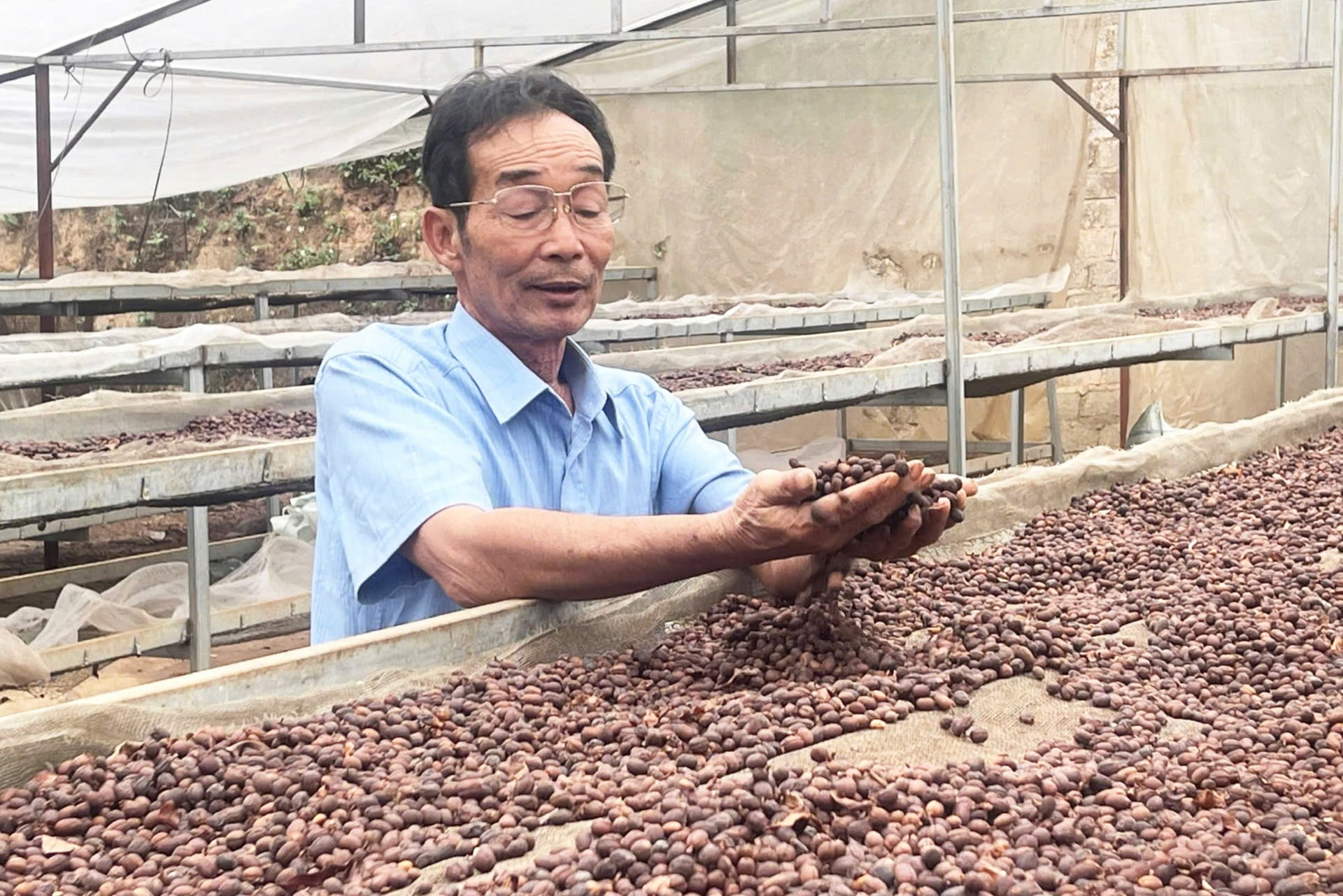 Ông Nguyễn Xuân Thao, Giám đốc Hợp tác xã Cà phê Bích Thao kiểm tra chất lượng hạt cà phê sau sơ chế tại khu nhà kính. Ảnh: Nguyễn Nga.
