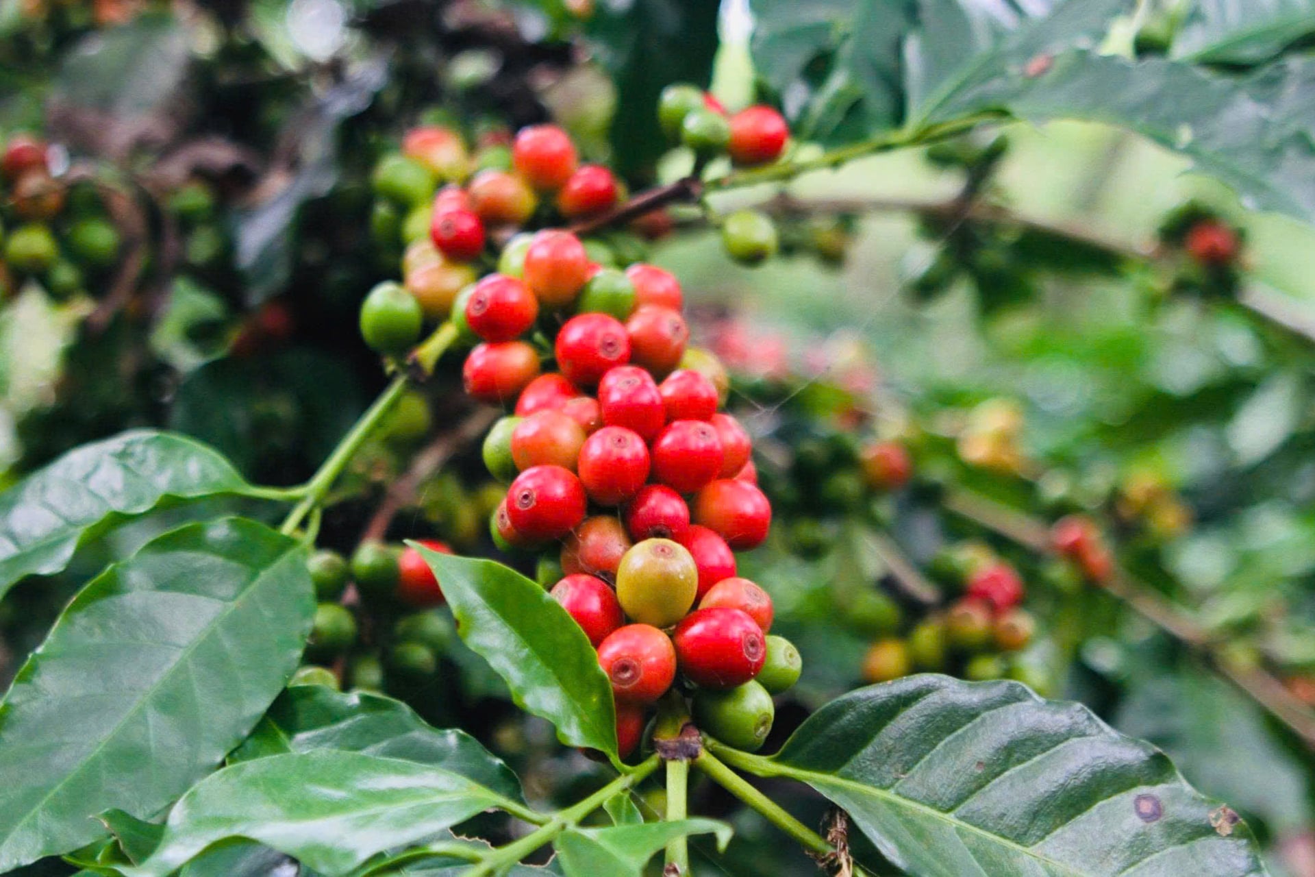 Vùng nguyên liệu của Hợp tác xã Cà phê Bích Thao đang từng bước chuyển sang sản xuất theo hướng hữu cơ, kiểm soát chặt việc thu hái nhằm bảo đảm chất lượng hạt cà phê. Ảnh: Nguyễn Nga.