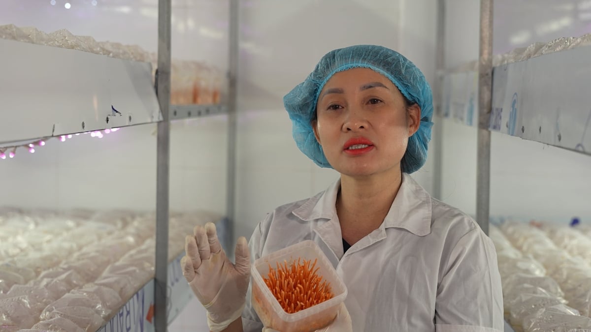 Chị Bùi Thị Vân - chủ cơ sở đông trùng hạ thảo Huy Cương. Ảnh: Đức Bình.