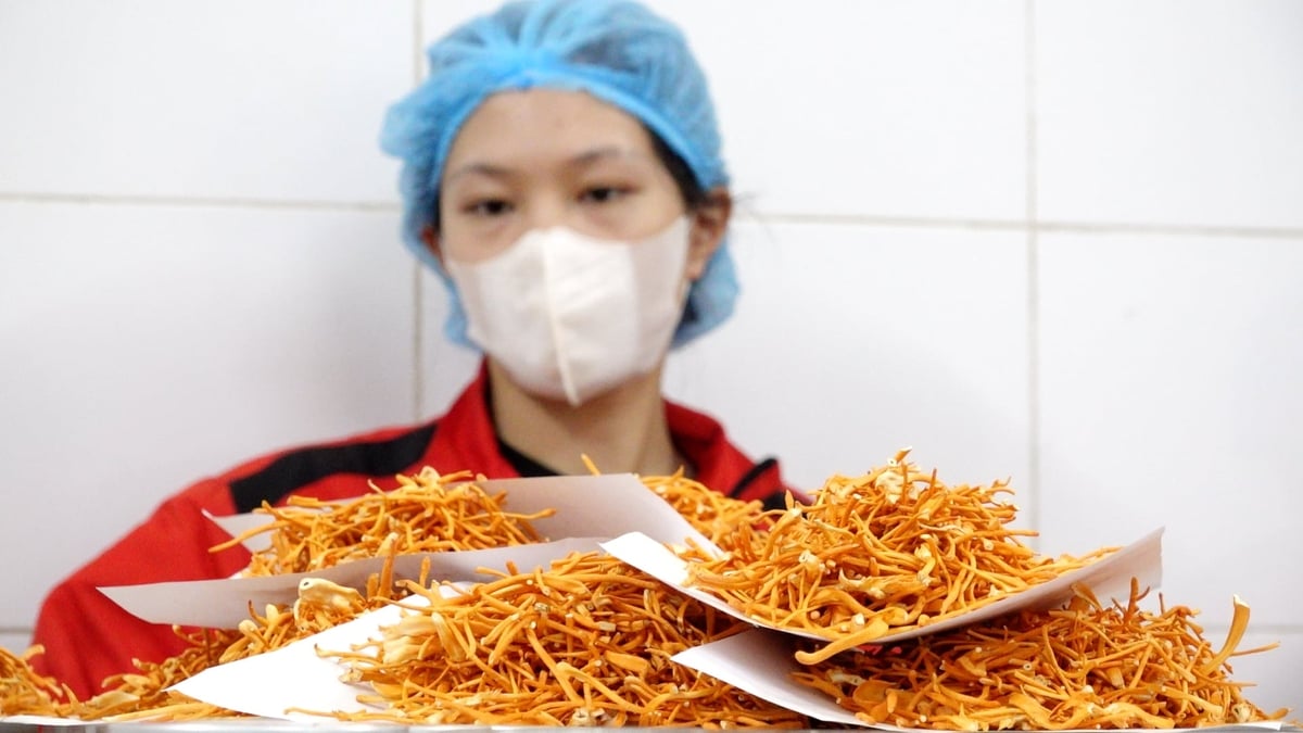 Nấm đông trùng hạ thảo được chế biến thành sợi để bảo quản được lâu hơn. Ảnh: Quang Dũng