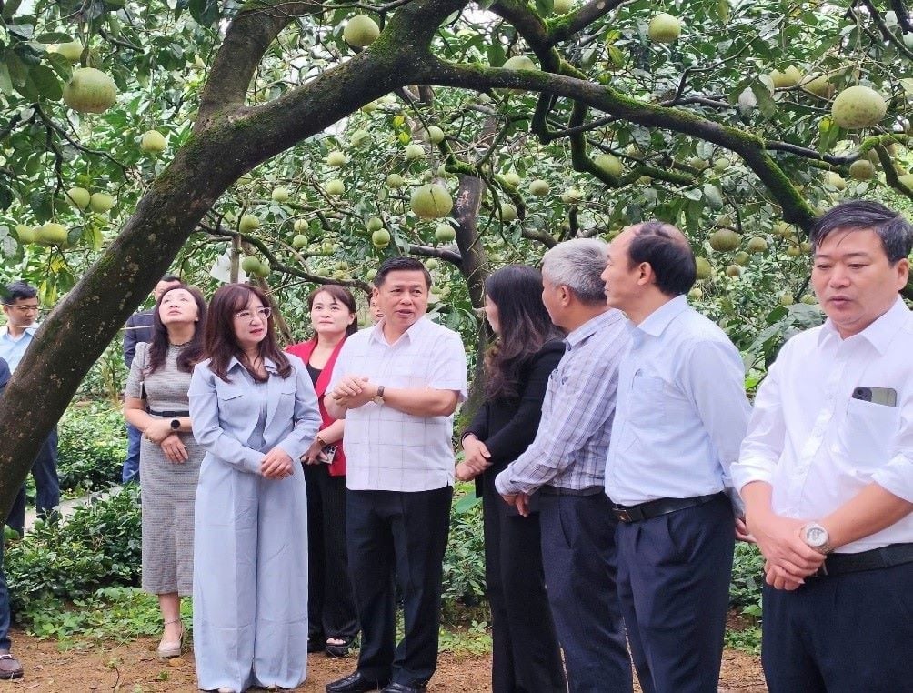 Phó Chủ tịch UBND tỉnh Đinh Công Sứ cùng Đoàn công tác của tỉnh tham quan, đánh giá vườn bưởi đặc sản tại khu 4, xã Bằng Luân. Ảnh: Thu Hương.