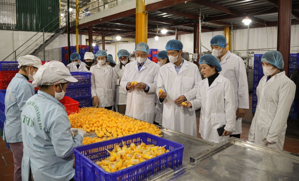 Hội đồng đánh giá, phân hạng sản phẩm OCOP tỉnh kiểm tra cơ sở sản xuất của Công ty TNHH Tâm Hữu Dũng tại xã Tam Dương. Ảnh: Thu Hương.