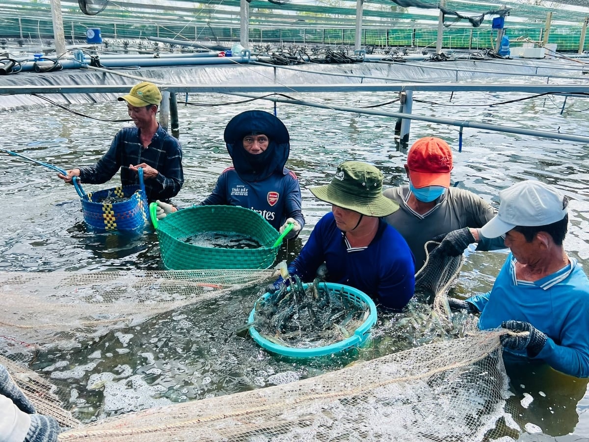 Cà Mau là tỉnh dẫn đầu cả nước về xuất khẩu thủy sản. Ảnh: Trọng Linh.