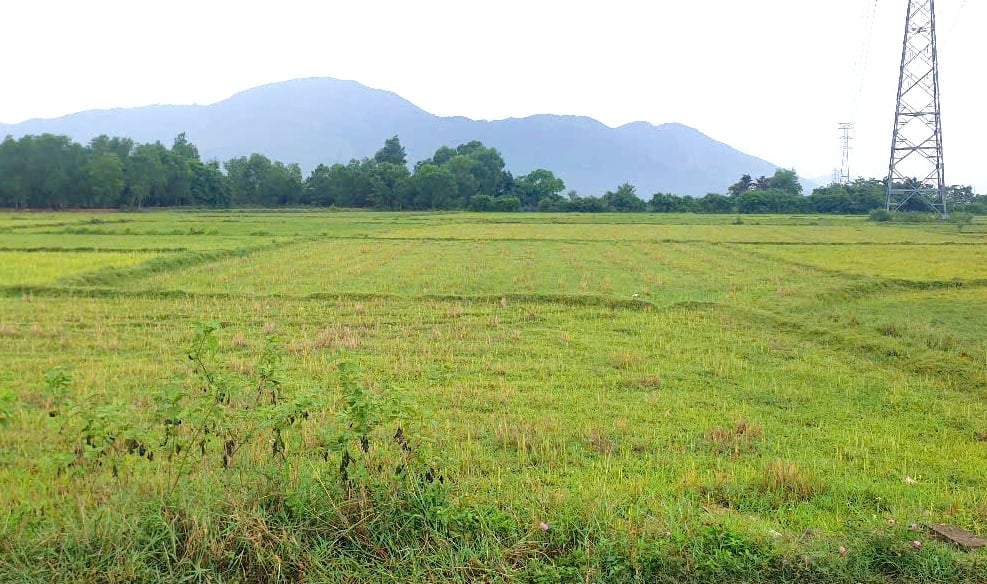 Nhiều diện tích ở xã Diên Điền dừng sản xuất do hồ Am Chúa không đủ nước tưới. Ảnh: KS.