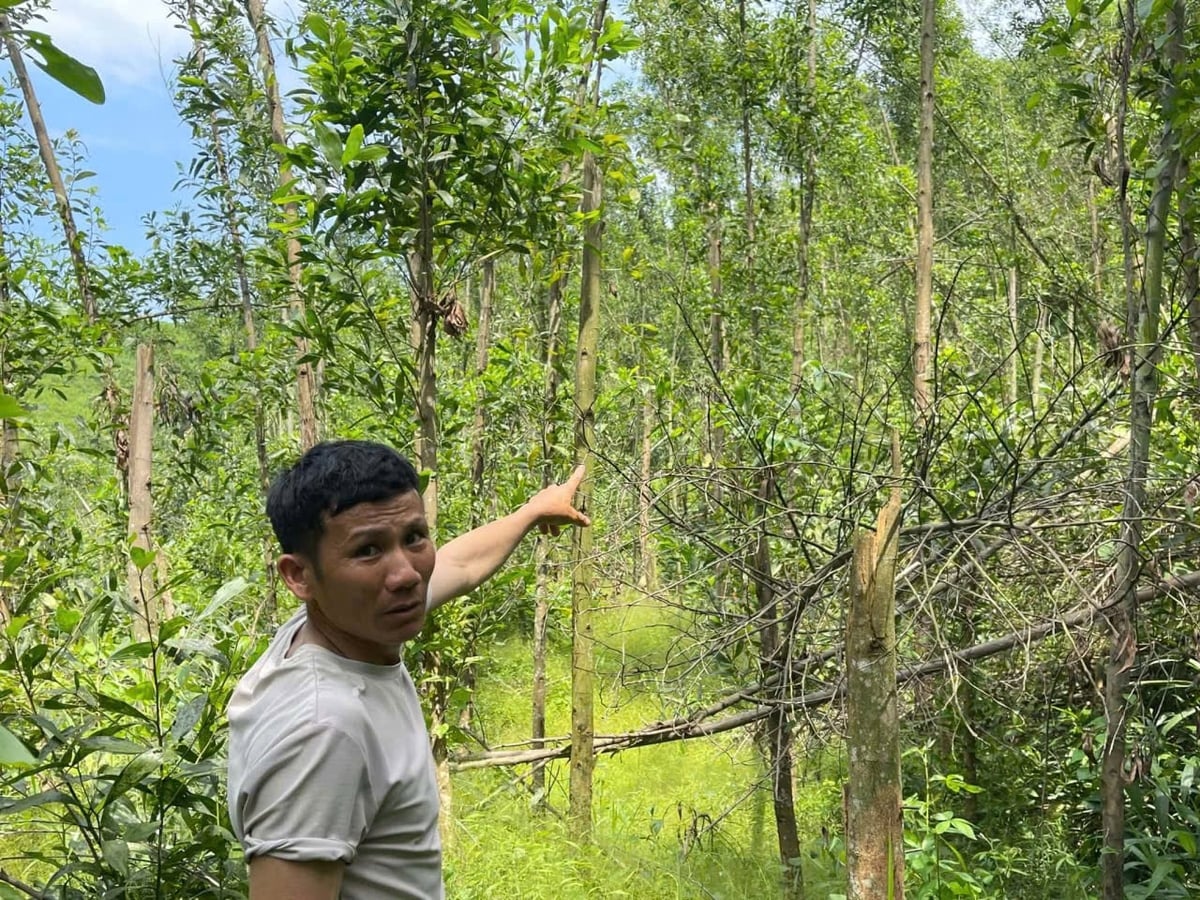 Gia đình ông Trần Văn Sỹ có 7ha rừng keo bị gãy đổ, nhưng không nhận được hỗ trợ. Ảnh: Thanh Tâm.