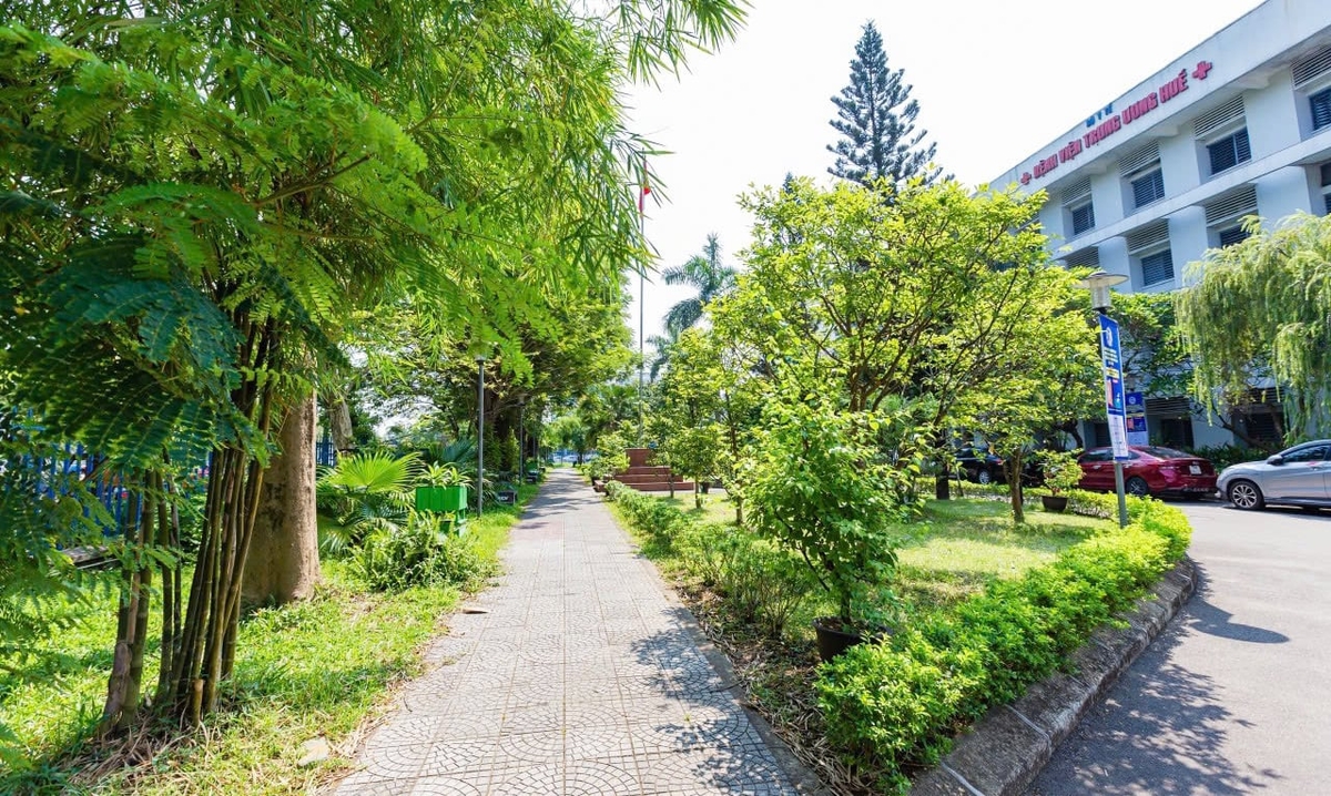 Bệnh viện Trung ương Huế sở hữu hàng ngàn cây xanh. Ảnh: Văn Dinh.