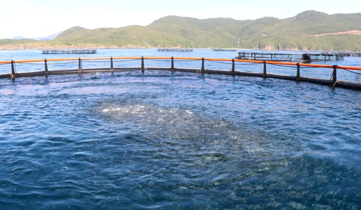 Hiện khu vực Đầm Bấy, phường Nha Trang đã phát triển được 42 lồng tròn công nghệ cao bằng vật liệu HDPE. Ảnh: KS.