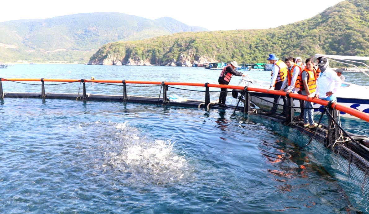 Tỉnh Khánh Hòa đang đẩy mạnh mô hình nuôi biển công nghệ cao. Ảnh: KS.