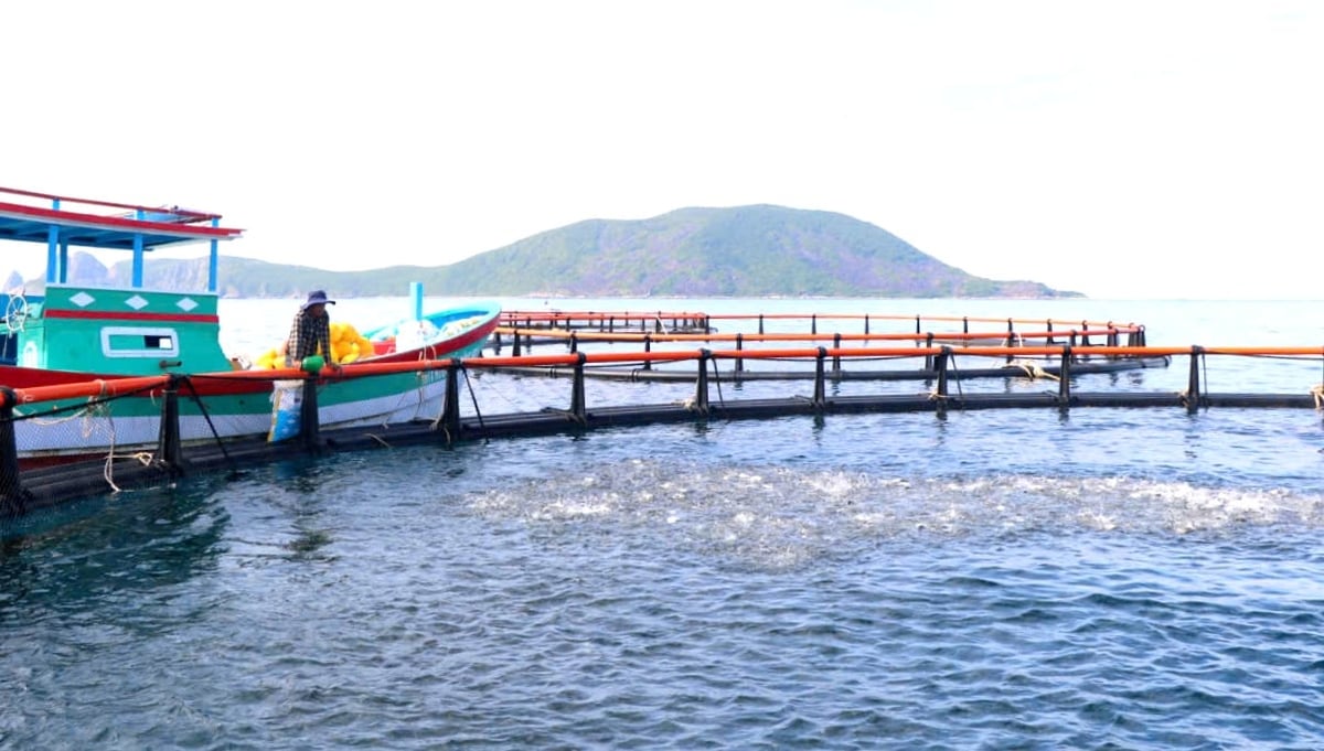 Cá nuôi vùng biển hở nên nhanh lớn, ít dịch bệnh. Ảnh: KS.