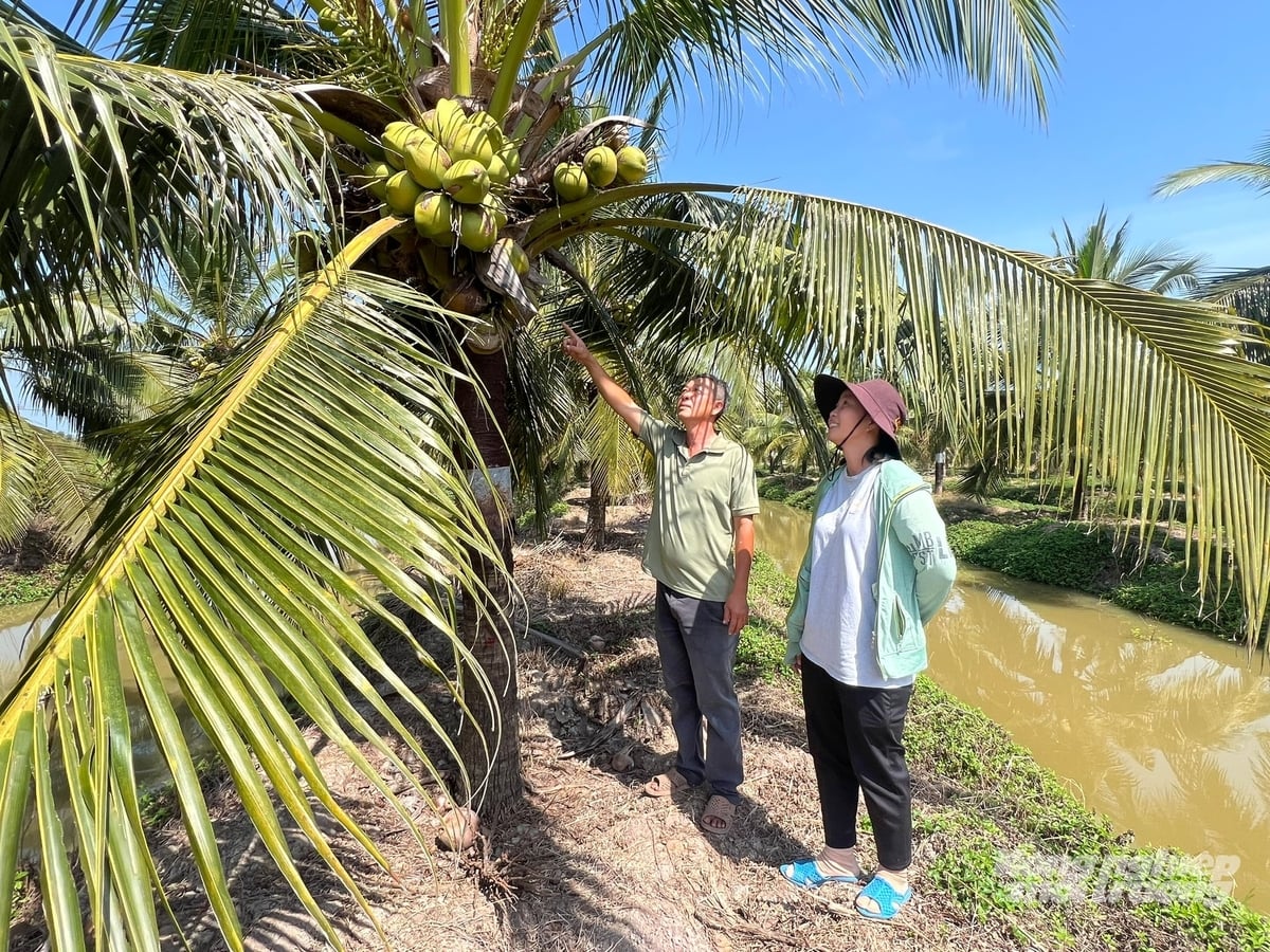 Vườn dừa dứa tại Trại Nghiên cứu, chuyển giao tiến bộ kỹ thuật nông nghiệp (xã Vĩnh Mỹ, tỉnh Cà Mau). Ảnh: Trọng Linh.